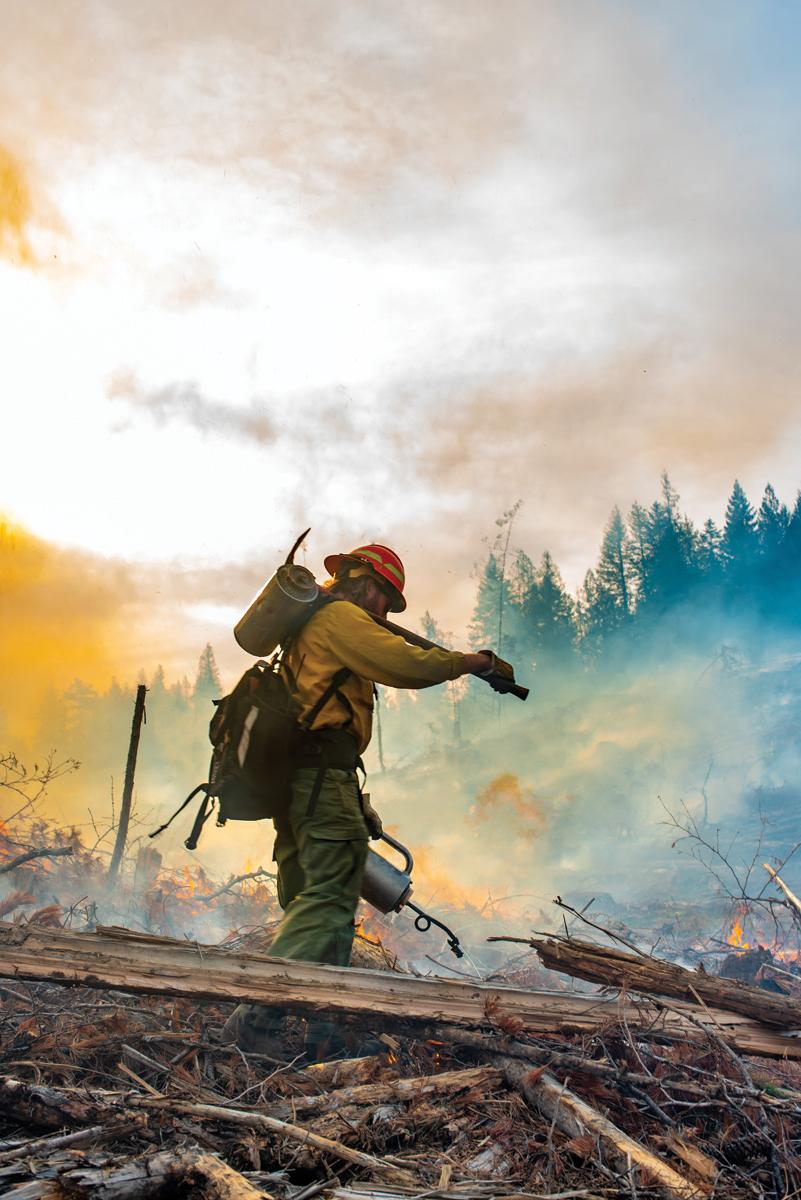 A student uses a drip torch to light slash from a timber harvesting project.
